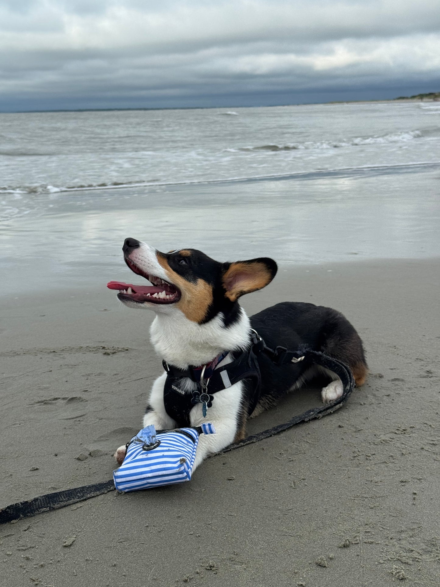 Pup Pouch - Coastal Blue