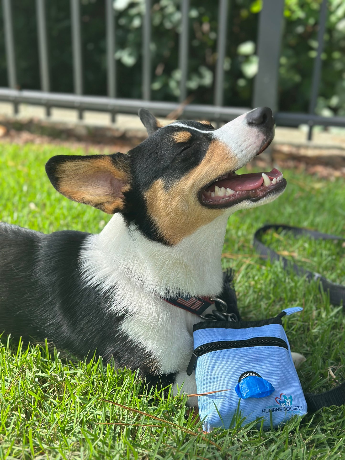 Lehigh Valley Humane Society x The Simple Pup