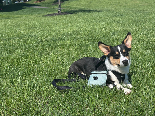 Pup Pouch - Sage Green